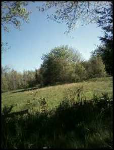 Woods and Fields near my home