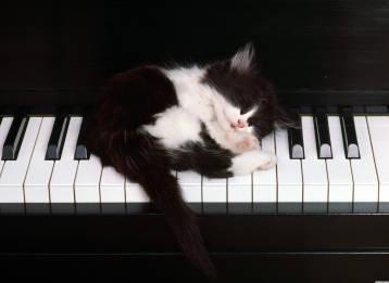 1495-cute-kitten-sleeping-on-piano-keys-wallpaper-wallchan-1440x1050 2
