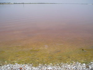 300px-Senegal_Pink_Lake